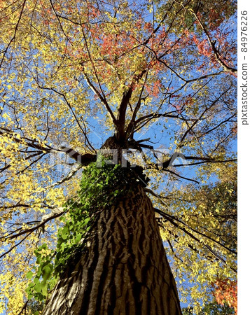 仰望長滿常春藤的秋日大樹 仰望長滿常春藤的秋日大樹 84976226