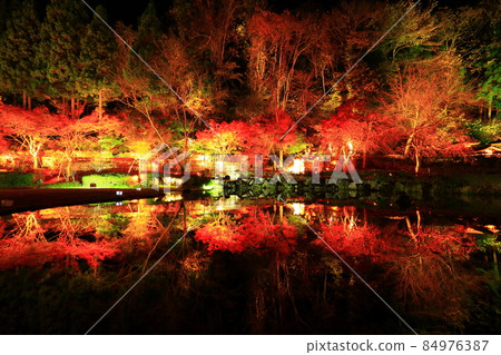 Oshu City, Iwate Prefecture Esashi Fujiwara no Sato Autumn Leaves Illuminated 84976387