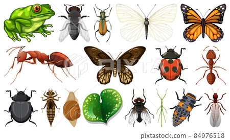 Different insects collection isolated on white background Different insects collection isolated on white background 84976518