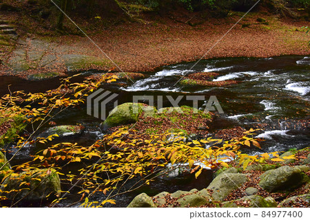 Kikuchi Gorge in autumn, Kumamoto Prefecture Kikuchi Gorge in autumn, Kumamoto Prefecture 84977400