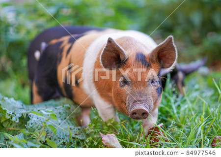 Young colourful pigling on a green grass. 84977546