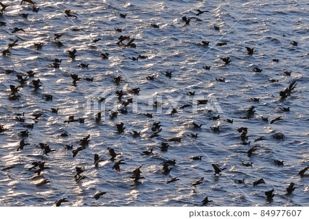 生物、野生鳥類、大鸕鶿，成群結隊覓食。似乎也包括剪刀水，但這張照片中的類型未知 84977607