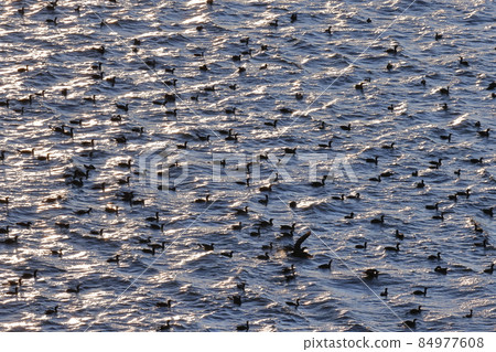 生物野鳥鸕鶿，數量似乎一度減少了很多，現在卻增加太多，被當成害鳥了 84977608