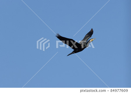 Creatures, wild birds, great cormorants, brownish wings, and the shape of the white part of the cheeks seem to distinguish them from Japanese cormorants. 84977609