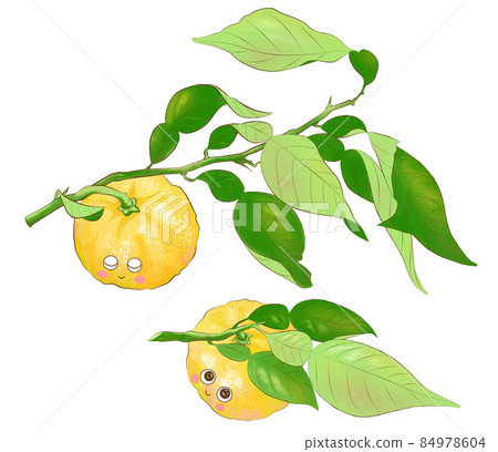 Two illustrations of yuzu with cute leaves on pink cheeks 84978604