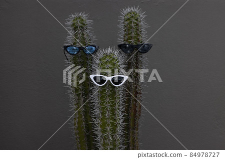 Fun three big cactuses with the sunglasses. Holidays in the tropics. Fun three big cactuses with the sunglasses. Holidays in the tropics. 84978727