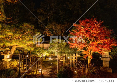 Konkai Komyoji Temple 被照亮的秋葉 Konkai Komyoji Temple 被照亮的秋葉 84979333