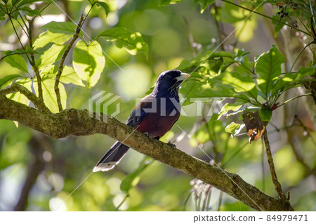 琉球松鴉 84979471