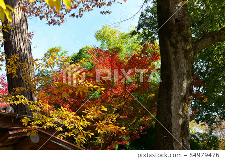 Late autumn scenery of Jindaiji Monzen-cho Late autumn scenery of Jindaiji Monzen-cho 84979476
