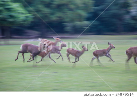 A photograph of a deer on Mt. Wakakusa, Nara City, Nara Prefecture A photograph of a deer on Mt. Wakakusa, Nara City, Nara Prefecture 84979514