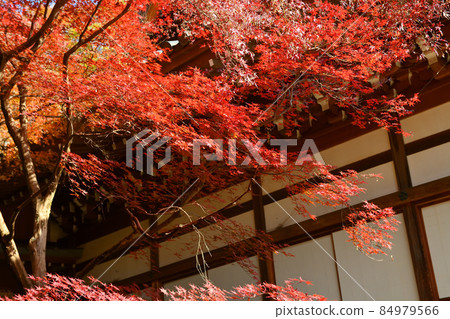 Late autumn scenery of Jindaiji Monzen-cho Late autumn scenery of Jindaiji Monzen-cho 84979566