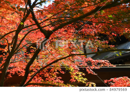 Late autumn scenery of Jindaiji Monzen-cho Late autumn scenery of Jindaiji Monzen-cho 84979569