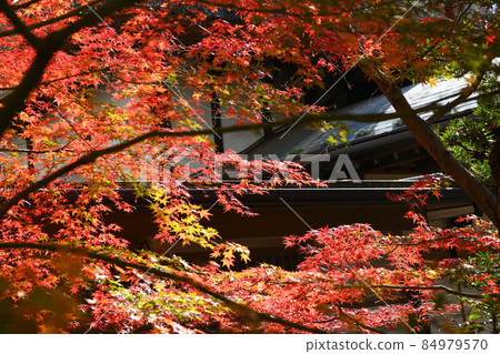 Late autumn scenery of Jindaiji Monzen-cho Late autumn scenery of Jindaiji Monzen-cho 84979570