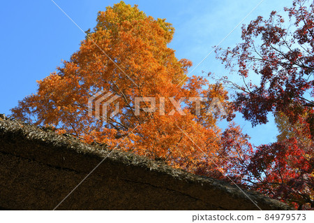 Late autumn scenery of Jindaiji Monzen-cho Late autumn scenery of Jindaiji Monzen-cho 84979573
