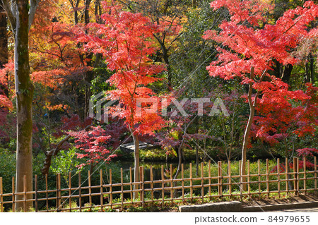 Late autumn scenery of Jindaiji Monzen-cho Late autumn scenery of Jindaiji Monzen-cho 84979655