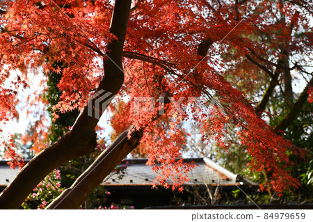 Late autumn scenery of Jindaiji Monzen-cho Late autumn scenery of Jindaiji Monzen-cho 84979659