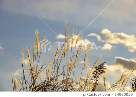 落日照亮的美麗的潘帕斯草 84980039