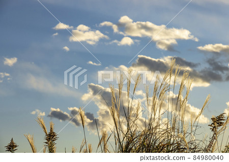 Beautiful pampas grass illuminated by the setting sun 84980040