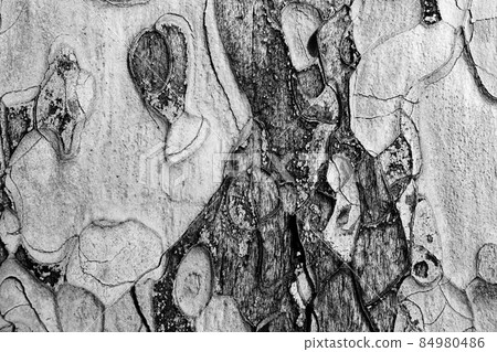 Wooden texture. Crimean pine tree. Black and white. 84980486