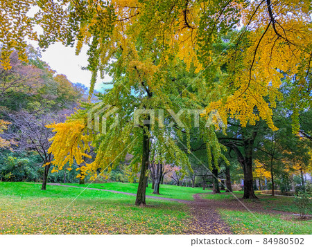 東京板橋/赤塚公園的黃葉 84980502