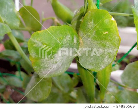 帶白粉病的早期豌豆葉 帶白粉病的早期豌豆葉 84980569