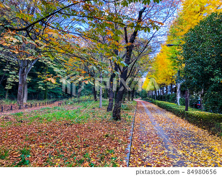 東京板橋/赤塚公園的黃葉 84980656