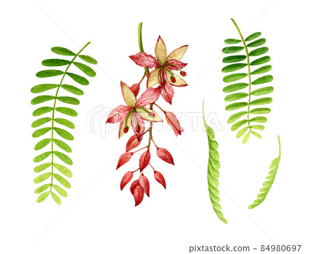 Tamarind flower and leaves watercolor illustration set. Hand drawn realistic tamarindus indica flower and leaves element. Tamarind sweet natural organic plant botanical illustration. White background 84980697