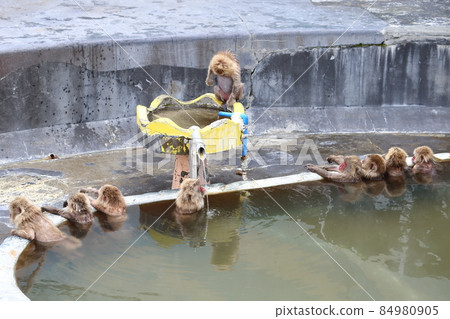 Hokkaido Hakodate Hakodate Tropical Botanical Garden Monkeys entering the hot springs Hokkaido Hakodate Hakodate Tropical Botanical Garden Monkeys entering the hot springs 84980905