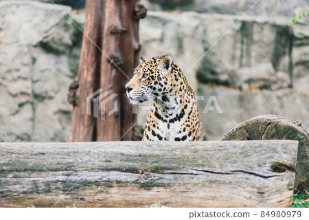 Leopard pantera padus kotiya in the rock 84980979