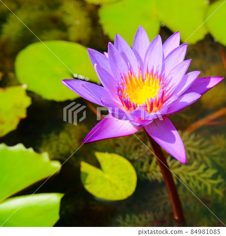 Elegant lotus flower on the lake. Elegant lotus flower on the lake. 84981085