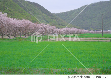 [Original landscape of Japan] Yoshino cherry blossom tree-lined road and wheat field along the cloudy irrigation canal 2 Higashi-ku, Okayama City, Okayama Prefecture 84981178