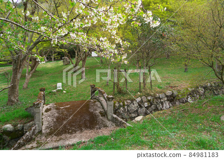 Sakura flowers and stone bridges in Mitani Park, Higashi-ku, Okayama City, Okayama Prefecture 84981183