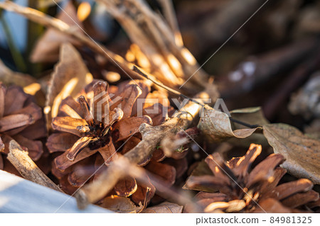 Pine cone / Christmas image Pine cone / Christmas image 84981325