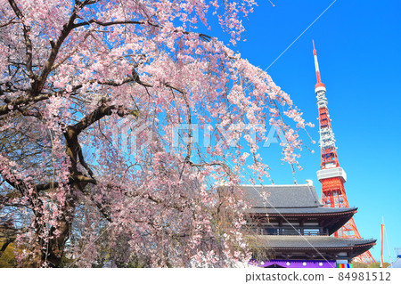 [Tokyo] Zojoji Temple, Tokyo Tower and cherry blossoms in full bloom 84981512