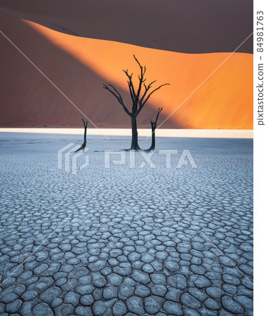 Dead Camelthorn Trees at sunrise 84981763