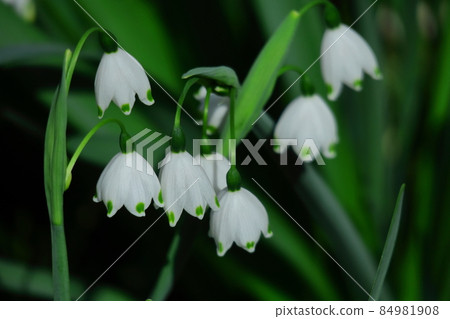 Bell-shaped white flowers bloom downward Bell-shaped white flowers bloom downward 84981908