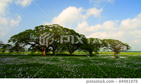 Landscape view to Tissa lake with the trees and lotus flowers, Tissamaharama, Sri Lanka Landscape view to Tissa lake with the trees and lotus flowers, Tissamaharama, Sri Lanka 84981978