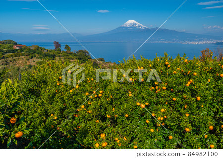富士山、駿河灣和柑橘園[靜岡縣沼津市] 84982100