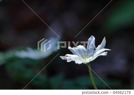 Wild grass that resembles a chrysanthemum Wild grass that resembles a chrysanthemum 84982178