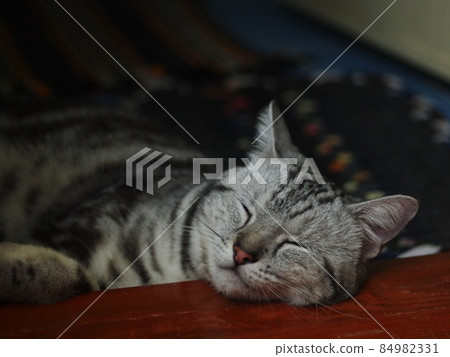 Cute short hair young AMERICAN SHORT HAIR breed kitty grey and black stripes home cat relaxing in bedroom closeup selective focus blur background. 84982331