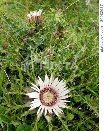 Carlina acaulis native to the alpine regions of Switzerland Carlina acaulis native to the alpine regions of Switzerland 84982627