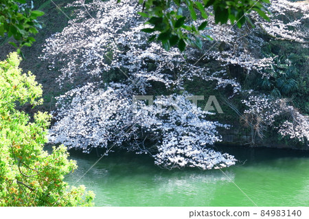 Spring in full bloom Spring in full bloom 84983140