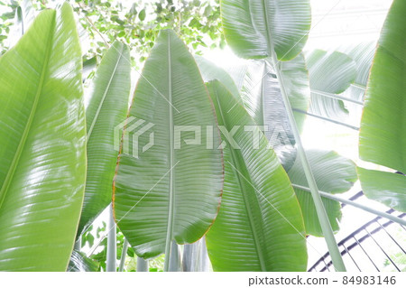 Giant leaves of Ravenala madagascariensis Giant leaves of Ravenala madagascariensis 84983146