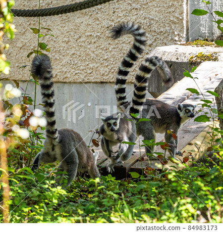 The ring-tailed lemur,Lemur catta with white ringed tail is the most known lemur The ring-tailed lemur,Lemur catta with white ringed tail is the most known lemur 84983173
