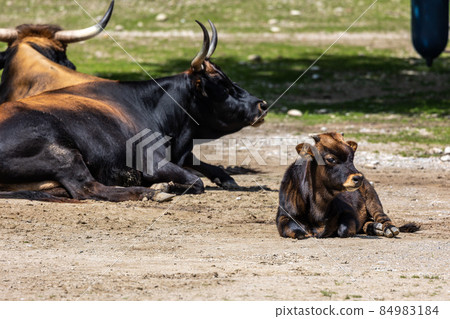 Young baby Heck cattle, Bos primigenius taurus or aurochs in a German park 84983184