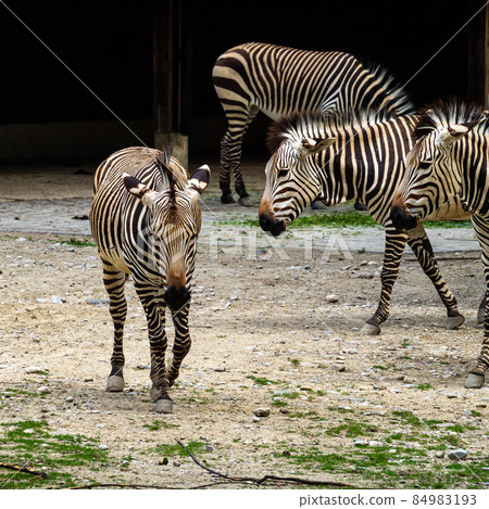 Hartmann's Mountain Zebra, Equus zebra hartmannae. An endangered zebra Hartmann's Mountain Zebra, Equus zebra hartmannae. An endangered zebra 84983193