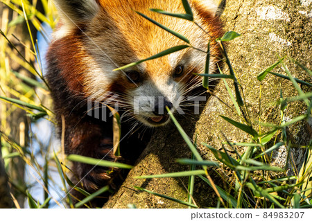 The red panda, Ailurus fulgens, also called the lesser panda. 84983207