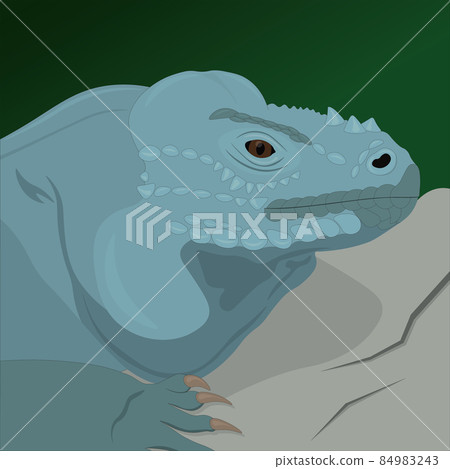 Rhinoceros iguana lizard vector illustration 84983243
