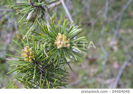 fresh young pine buds, heatlhy drug in alternative medicine. Flowering 84984046