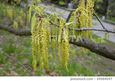 Yellow flowering earrings of an alder tree Alnus in spring Yellow flowering earrings of an alder tree Alnus in spring 84984047